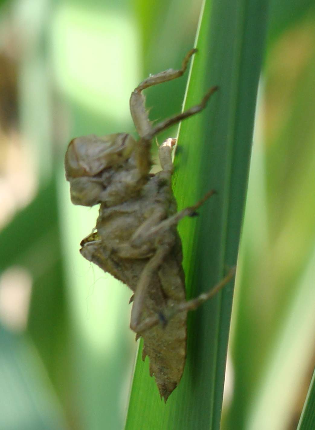 esuvia libellula fulva